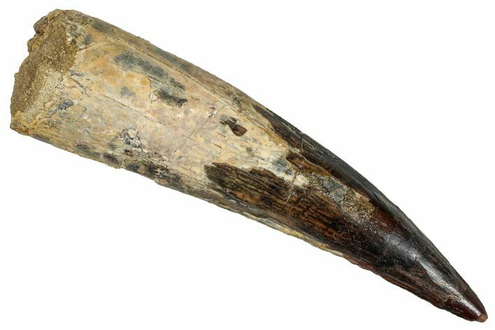 Real Fossil Spinosaurus Tooth - Huge Dinosaur Tooth #272450